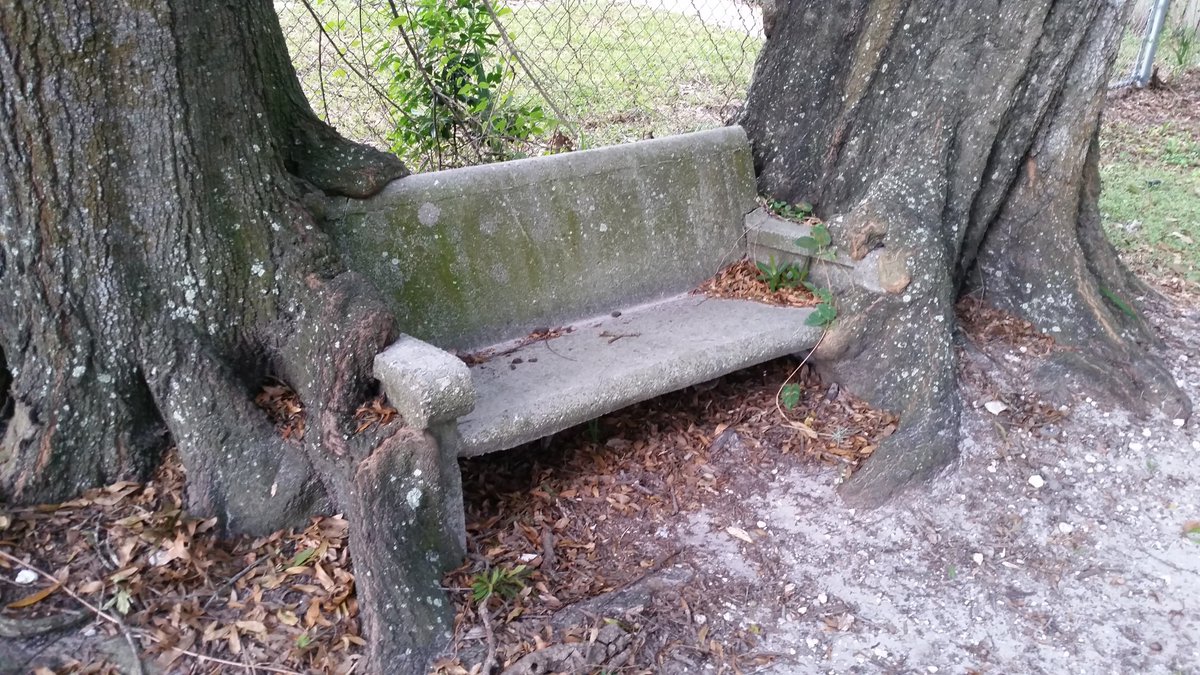 Trees_slowly_devouring_a_stone_bench. #treeseatingthings