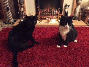 Billy is #missingcat from Ferndown, BH22 9QB cataware.co.uk/missing-cat-bl… pls RT
