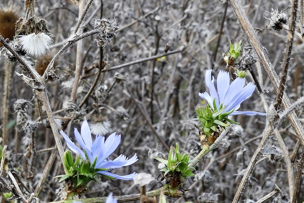 Fennel and Fern (fennelandfern) Twitter