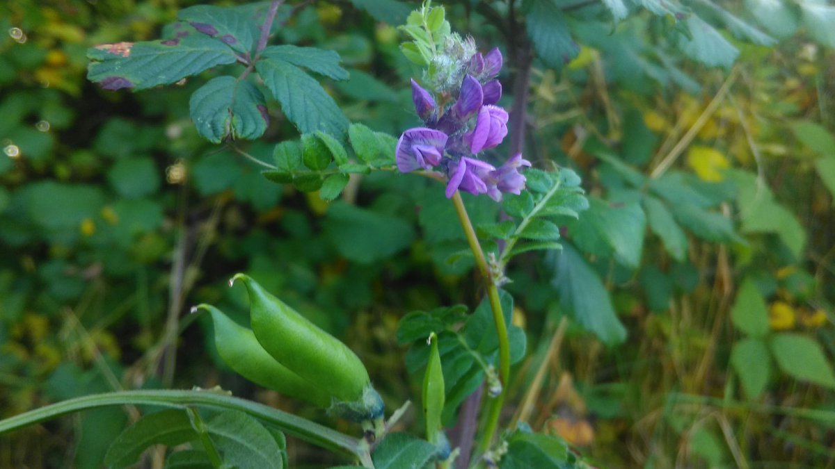 Fennel and Fern (fennelandfern) Twitter
