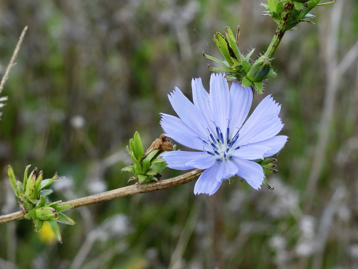 Fennel and Fern (fennelandfern) Twitter