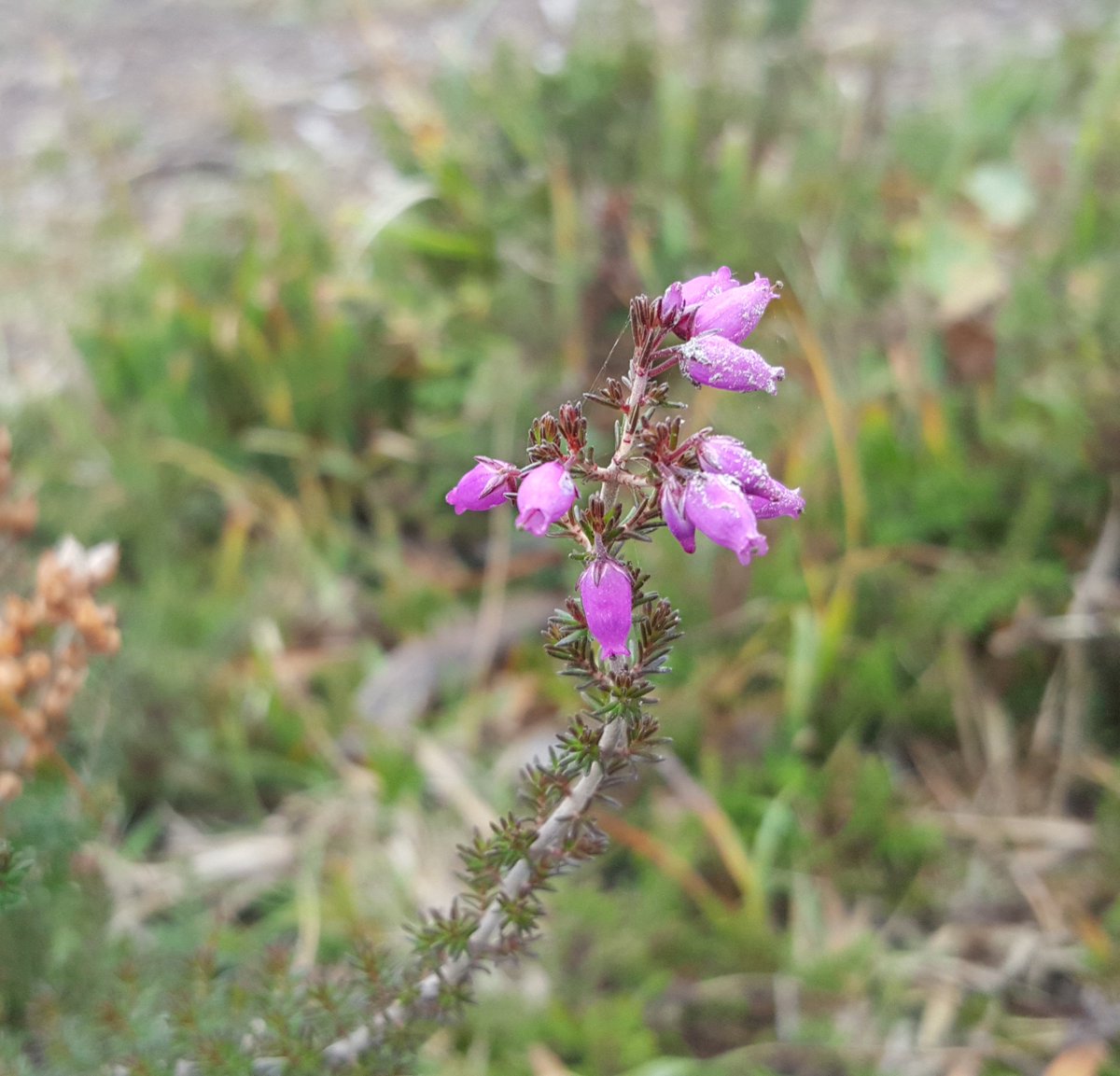 Fennel and Fern (fennelandfern) Twitter