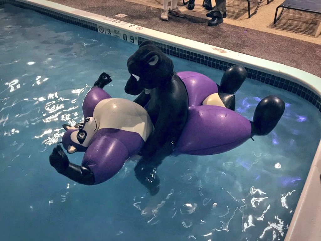 #Furpocalypse. decided he wanted a pool toy to play with today. 