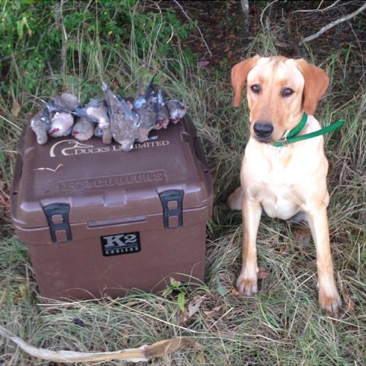 K2Coolers's tweet photo. Get to pluckin' dad! #K2Lifestyle #dovehunt #ducksunlimited #summit30 pc: Kyle Chandler๐บ๐ธ https://t.co/bHGF8gbbou