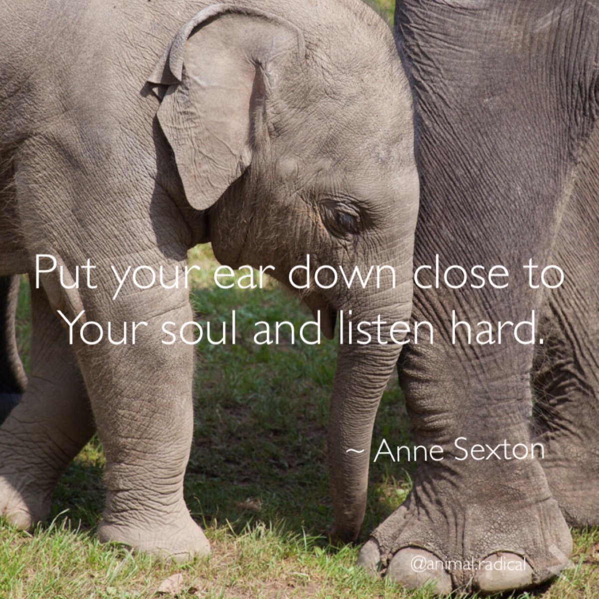 animalradical's tweet photo. #BeforetheFlood #SaveSumatranElephants #Donate #Leuser There's only you and me. Help now. #ElephantProtectionUnits https://t.co/4rK7gholhy https://t.co/0Tavr0JjkI