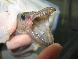 ベロネソックス飼いてえ〜〜 メダカの仲間なのに肉食で20cmくらいに 