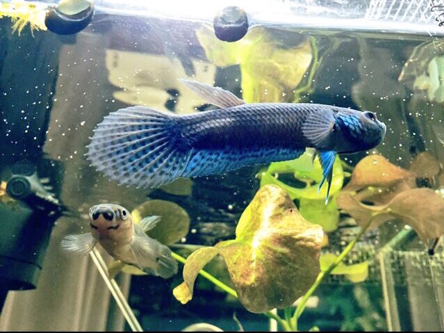 shin@Crazy&Clever S (@crazy_clever_s) / Posts / X