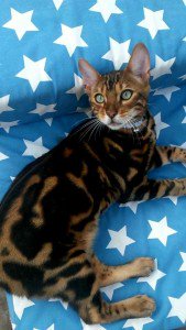 Leo is #missingcat from Cheltenham, GL51 7EU cataware.co.uk/missing-cat-bl… pls RT