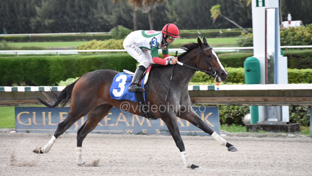 Little Priscilla in front in @GulfstreamPark race 9, @lpanici rode for trainer Carlo Vaccarezza and @ldrhorseracing #GulfstreamParkWest