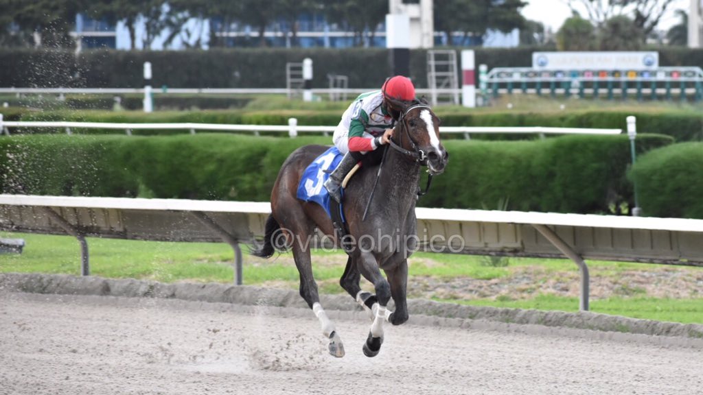 Little Priscilla triunfó en la 9na carrera de @GulfstreamPark, @lpanici montó para Carlo Vaccarezza y @ldrhorseracing #GulfstreamParkWest