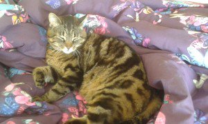 Teasel is #missingcat from Haynes, Mk45 3pr cataware.co.uk/missing-cat-bl… pls RT