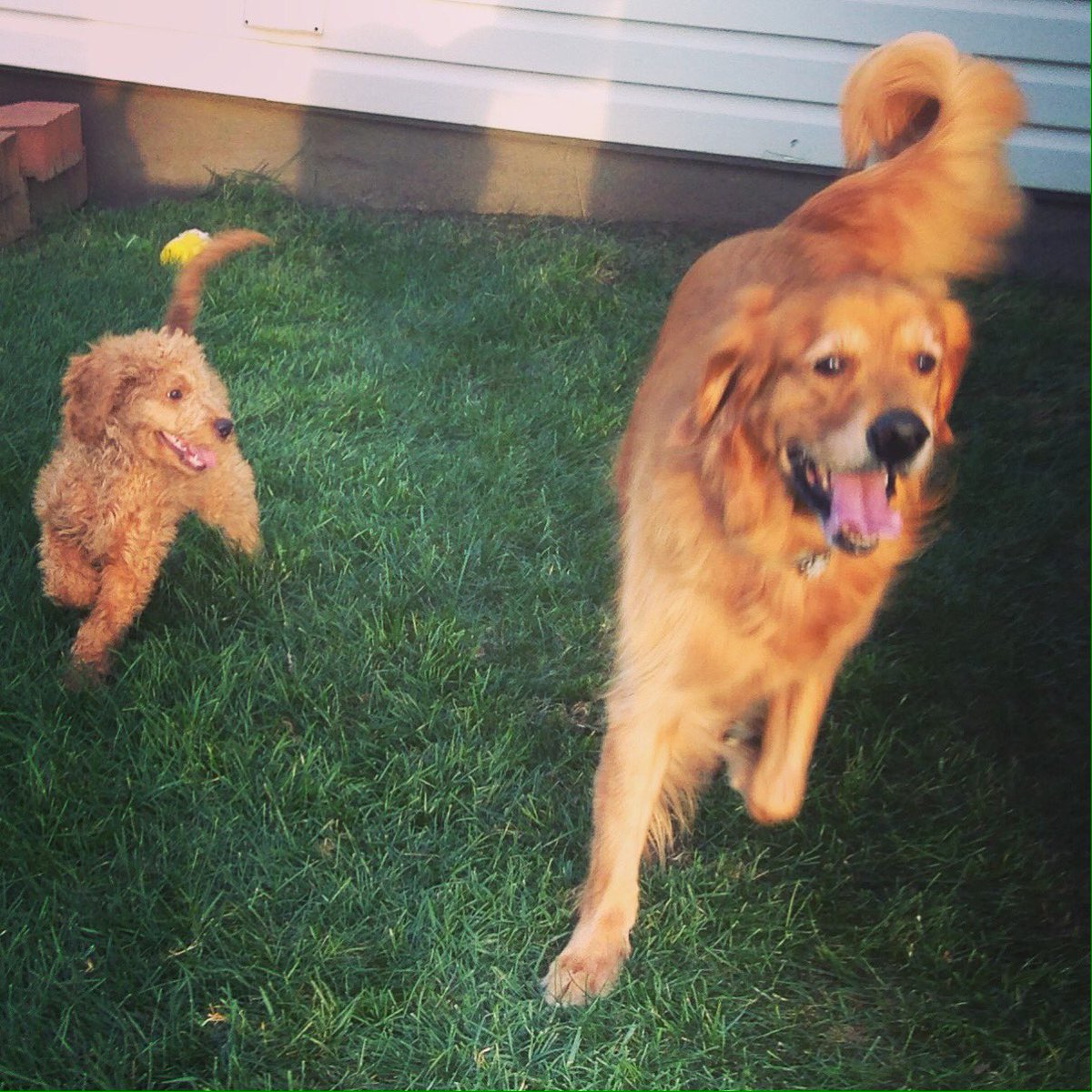 trailside_acres's tweet photo. Hoyt's new partner in crime! 😍🐶❤️ #hoytdwayne #dexwikstrom #goldenlove #cousins https://t.co/FxZ5tazRaL