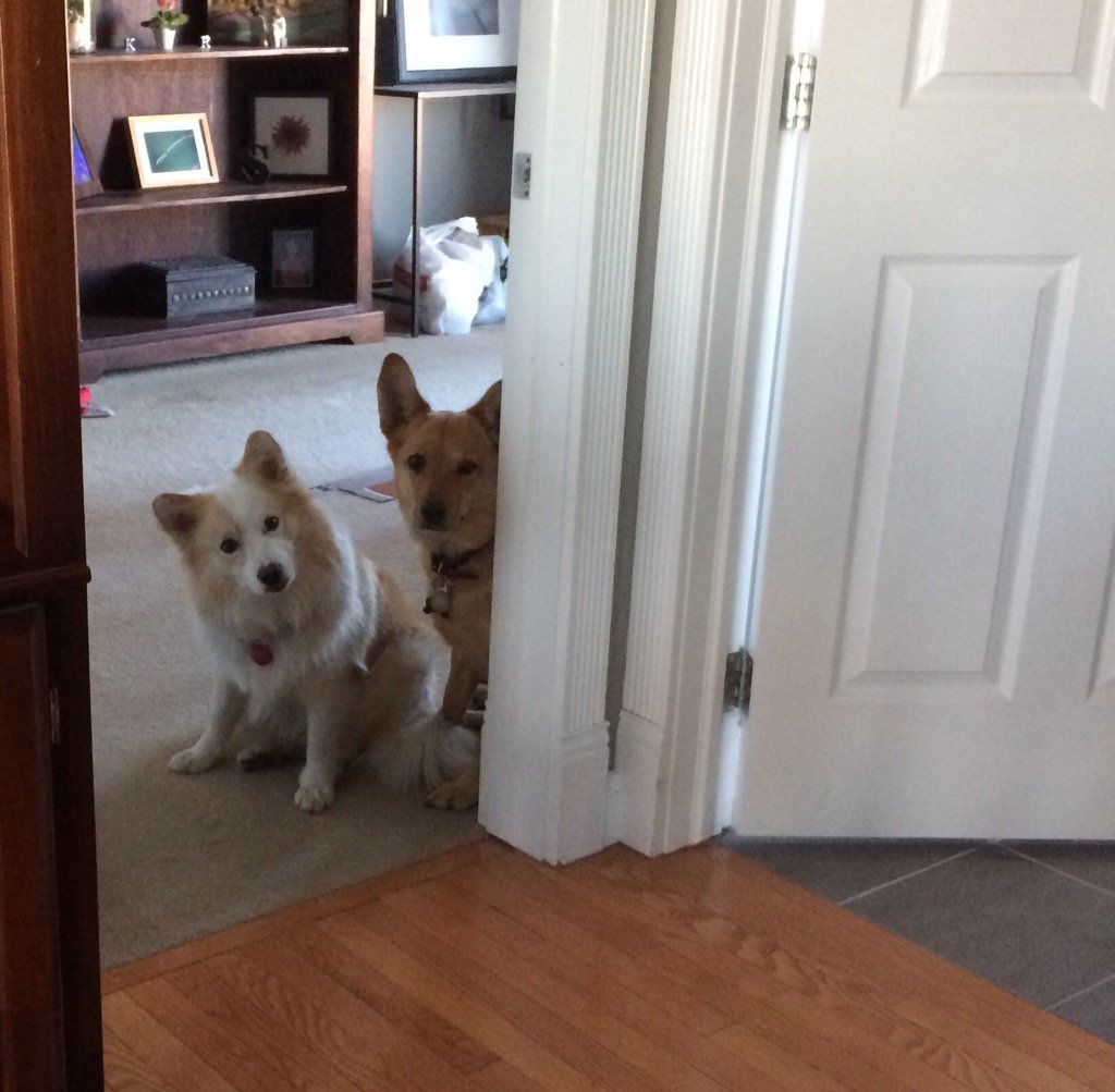 RadleyTatton's tweet photo. The smoke detectors went off while I was cooking, the guard dogs are waiting to be rescued... https://t.co/cVyAyzzOiW