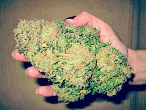 HempVibes's tweet photo. Literal handful https://t.co/vvbza1uPwH