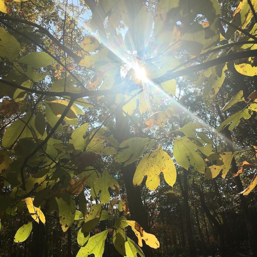 PeekPhotography's tweet photo. What a glorious Fall day! #fall2016 #photographer #iphonephoto #hamptons #unpluggedweekend https://t.co/0Y7542aula https://t.co/POtfXwkrNV