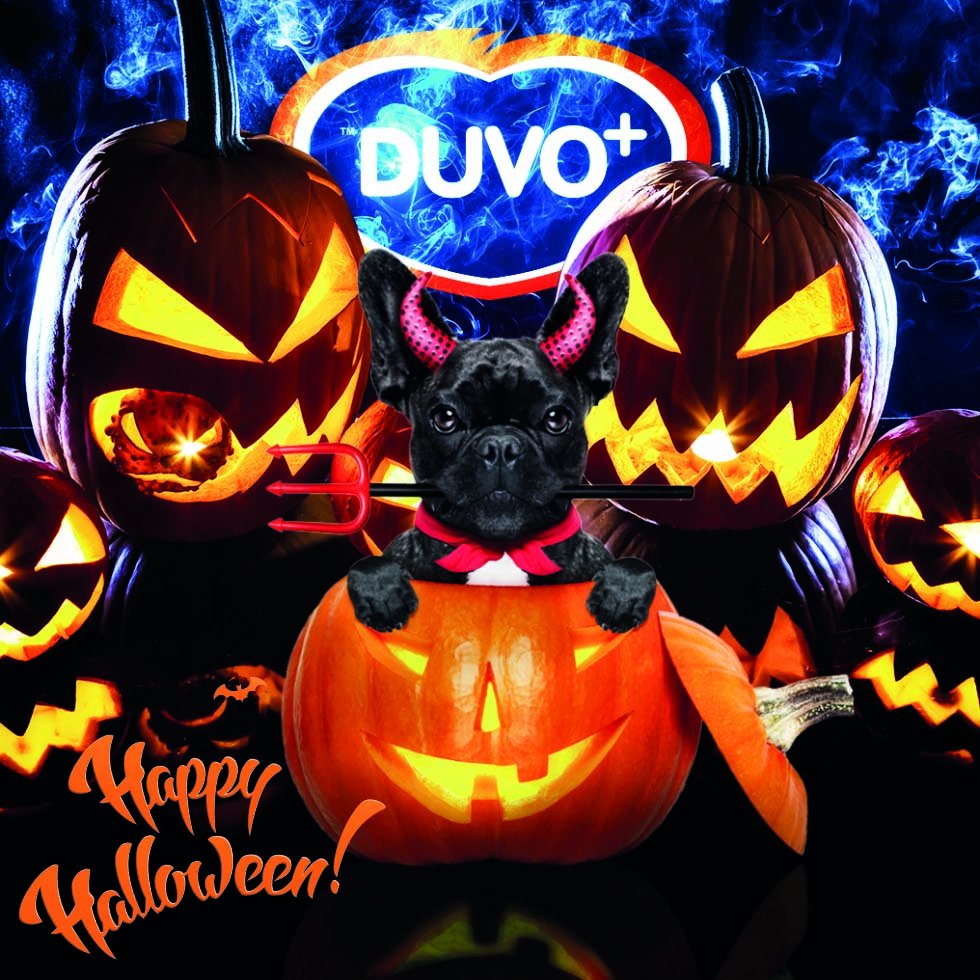 LaroyGroup's tweet photo. Happy Halloween iedereen! #halloweendog #sayboo #scaryon #duvoplus #pumpkin https://t.co/NHO9Hp2FPW