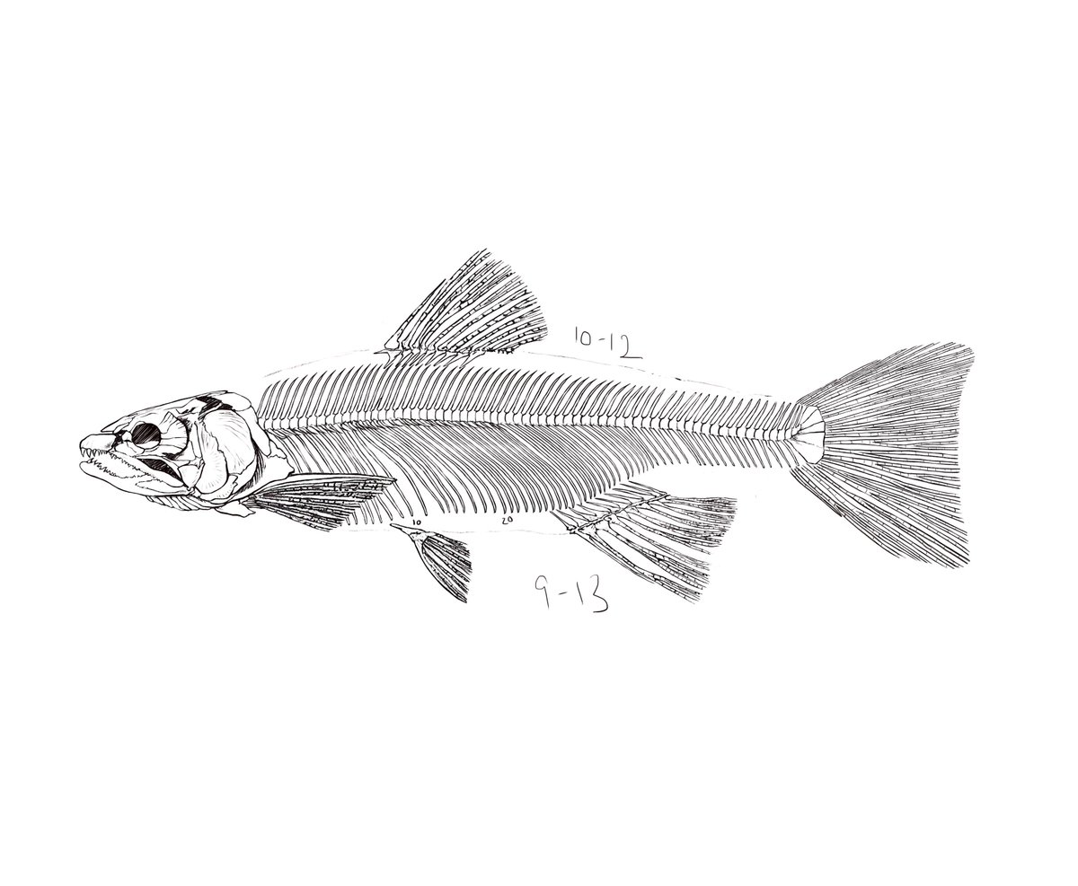 Rainbow Trout Fish Bones