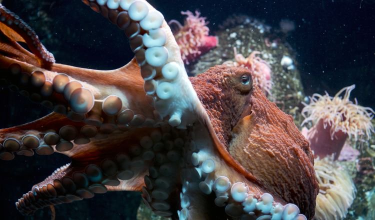 Vancouver Aquarium on Twitter: Vancouver Aquarium on Twitter: