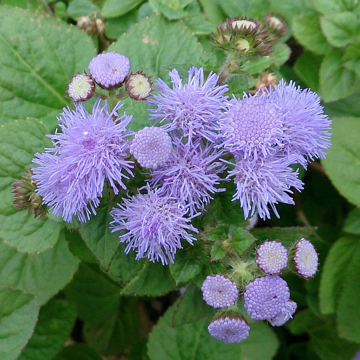 花 花 雅 はなはな みやび 先日の花壇の花は キク科の一年草で ムラサキカッコウアザミ 紫霍香薊 別名は オオカッコウアザミ 大霍香薊 アゲラタム ふわふわとした小さな一つの花は1cm位の大きさでした 二日前の曇り空の午後 スマホ