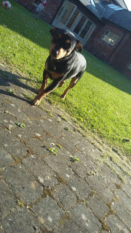 Ross Brolly. Went missing at around 8pm Sunday night in the Ravenhill area. Contact me if you find him. Please RT