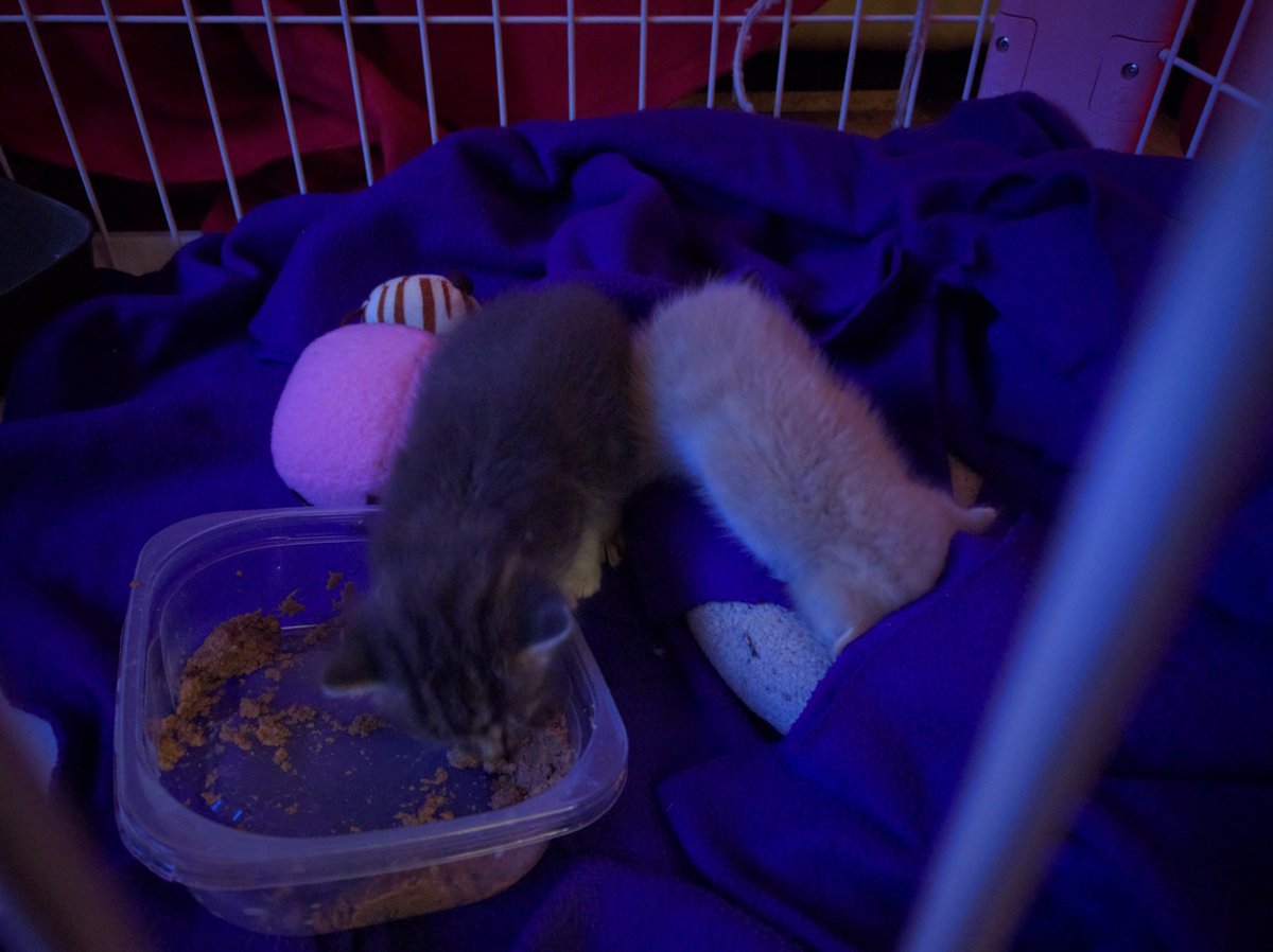 sushimacro's tweet photo. So today's work was nothing but prep work, but Danielle came home with something... Guess who's fostering again :| https://t.co/m7wzzyuN2i