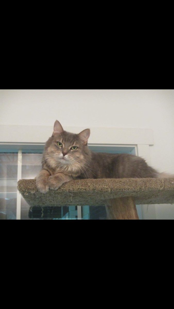 jetpetresort's tweet photo. Just a handsome boy lounging on his cat stand #jetpet #kittycat https://t.co/xHrkipqcuX