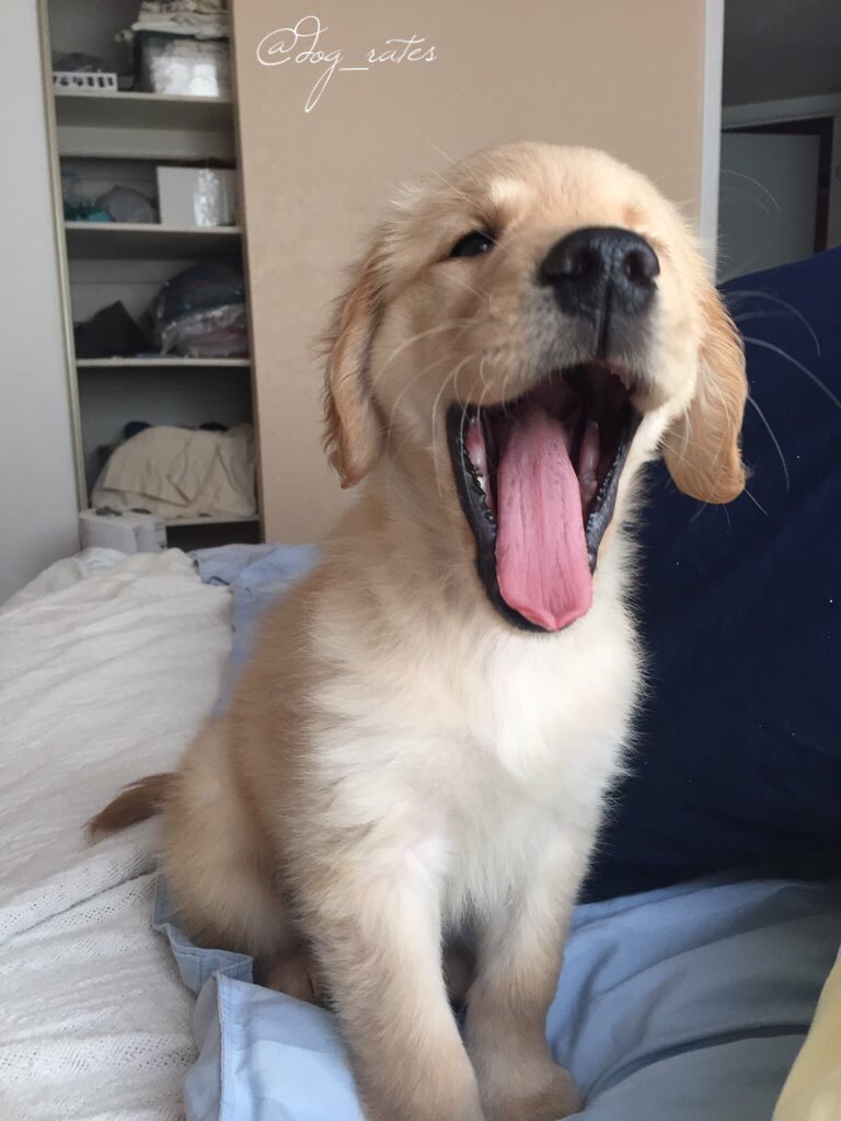 dog_rates's tweet photo. This is Bailey. She's rather h*ckin hype for Halloween tomorrow. Carved those pupkins herself. 12/10 https://t.co/v17mFm0Ftz