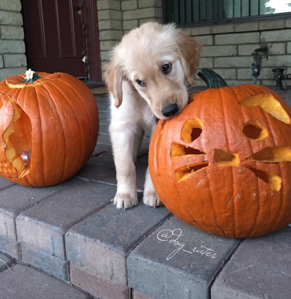 dog_rates's tweet photo. This is Bailey. She's rather h*ckin hype for Halloween tomorrow. Carved those pupkins herself. 12/10 https://t.co/v17mFm0Ftz