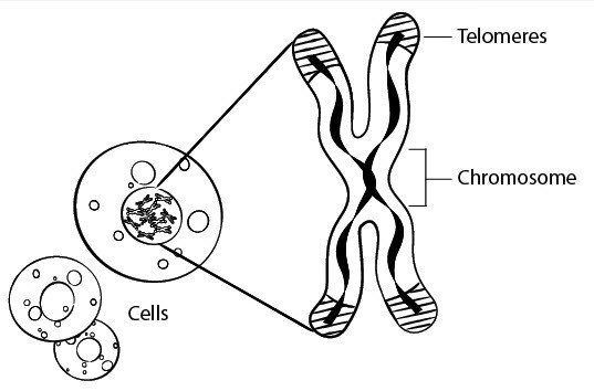 TamingTelomeres's tweet photo. Longer Telomeres Tied to Parents Age At Child’s Birth-From the Archives https://t.co/4t1EIgEaGK https://t.co/9nXRPqd31W