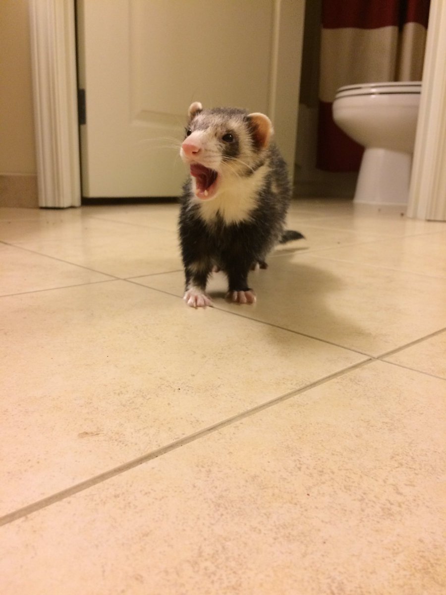 lerdzerp's tweet photo. Gus Gus, Guster, Gooter, Goo, Goose, Goosey, https://t.co/higBbHODKO