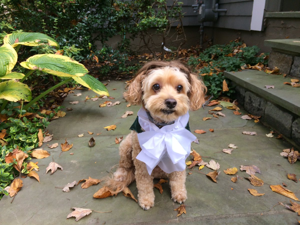 TheEmStew's tweet photo. Happy Halloween from Alexander Hamildog! @Lin_Manuel @HamiltonMusical @JMunozActor https://t.co/I2hAVcBo2E