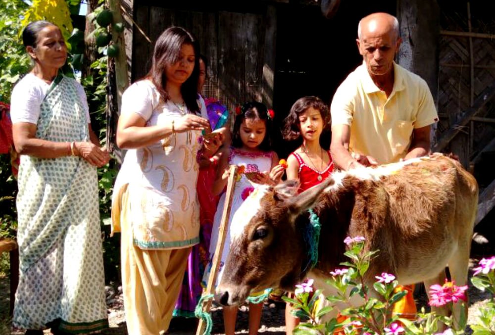 DipendraDipzo's tweet photo. 4th Day of #Tihar - Worshiping Goru (Ox) and also Govardhan Puja (replica of Govardhan Mt is made out of the cow dung)
#GoruTihar https://t.co/aDXAsPNiv5