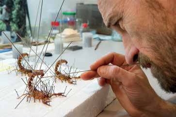 museumtoulouse's tweet photo. En direct (ou presque) de l'#Expo #NAC pour #MuseoPeur : Philippe, entomologiste en train de naturaliser des scorpions... #beurk https://t.co/ggl9QIHIUF