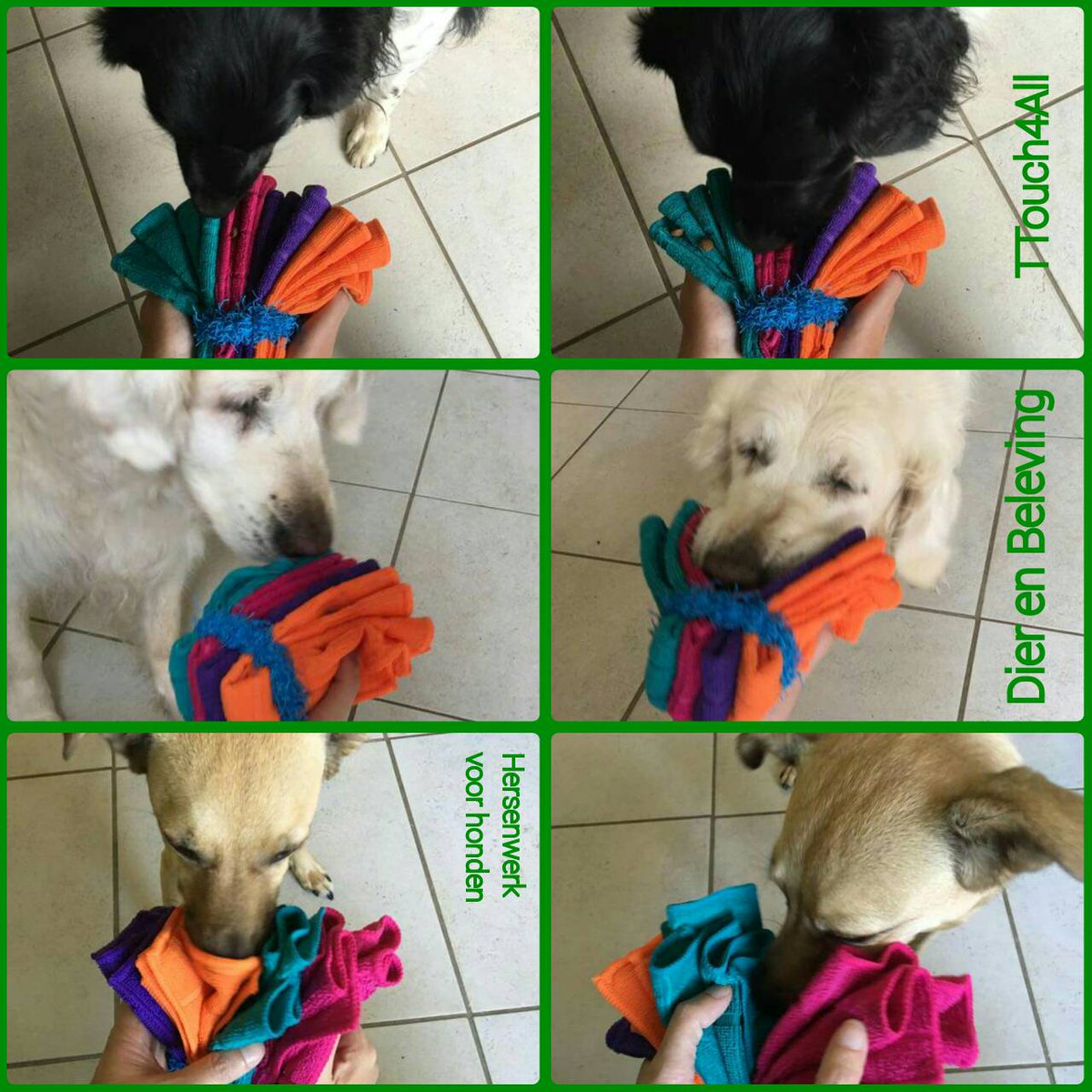 HersenWerkHond's tweet photo. Doe maar doekjes!! Klik op de link naar onze Facebookpagina voor de spelbeschrijving https://t.co/LCdvi5ZmYJ https://t.co/2BoyL93uX5