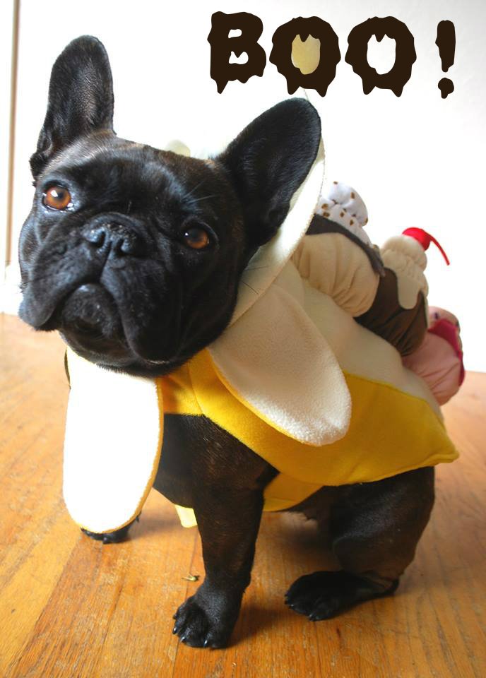 DogsofVictoria's tweet image. Getting ready for tricks &amp;amp; treats! #boo #dogofvictoria #dogsoftwitter #halloween #yyj @victoriabuzzes @VibrantVictoria @DogsofVictoria