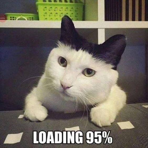 Loadnig cat meme, loading cat, meme cat, HD wallpaper