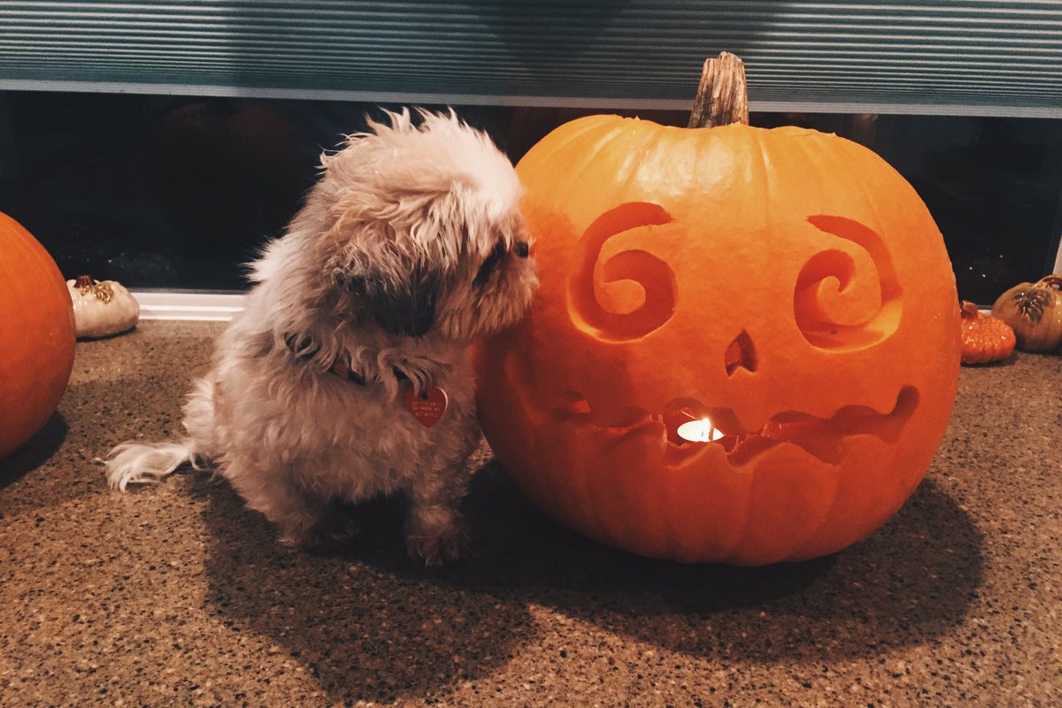 ambuttafoco's tweet photo. Lovin my lil guy👻🎃 https://t.co/QRjrPg3Pfe