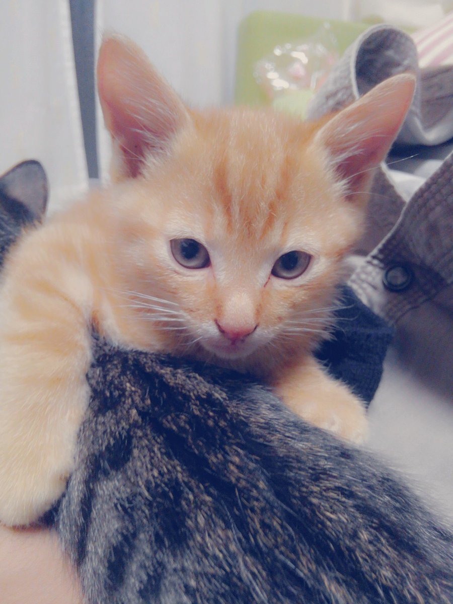 琥珀 らうむ Solamame7 Twitter