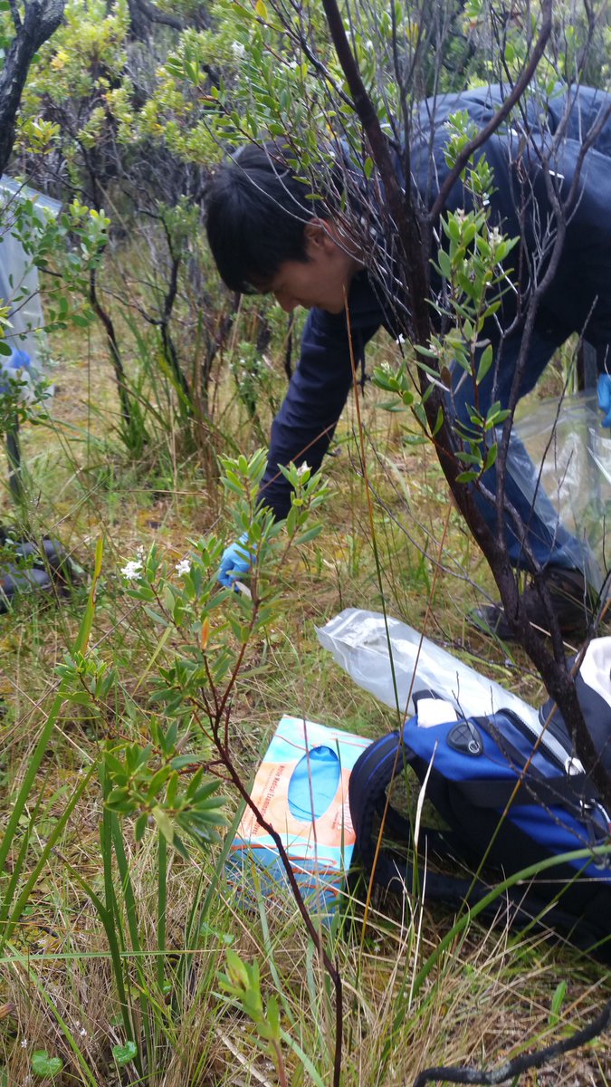 Orichid surveys <a href="/victoriauninews/">Victoria University</a> summer students hard at work with the @ConservationEC