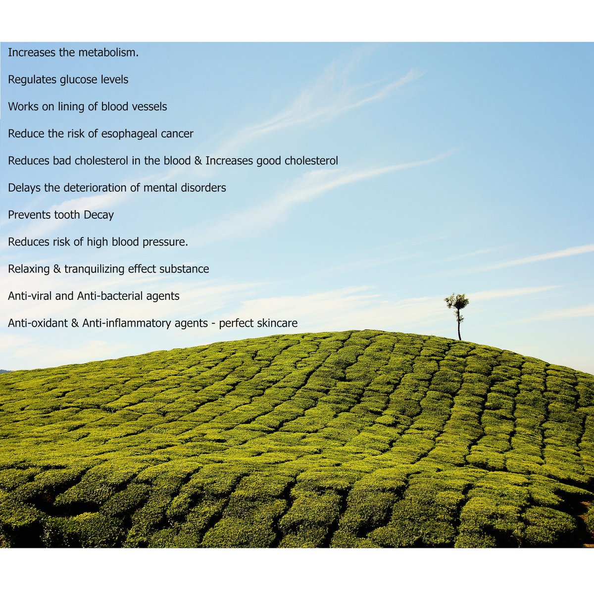 HealthticketTH's tweet photo. 11 Benefits of #GreenTea That You Didn’t Know About #Healthy #Lifestyle 
#matcha #tea 

https://t.co/zfeRumoDGj https://t.co/GFkHpiEaaC