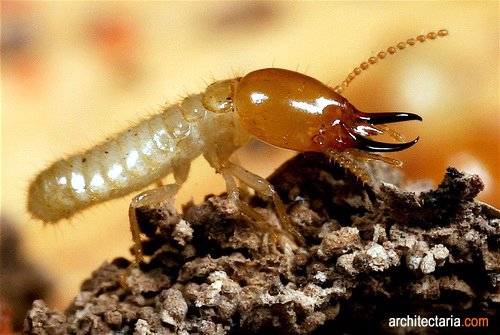 Бродячие термиты. Картинки термитов. Термит насекомое. Жучки термиты. Картинки термитов.