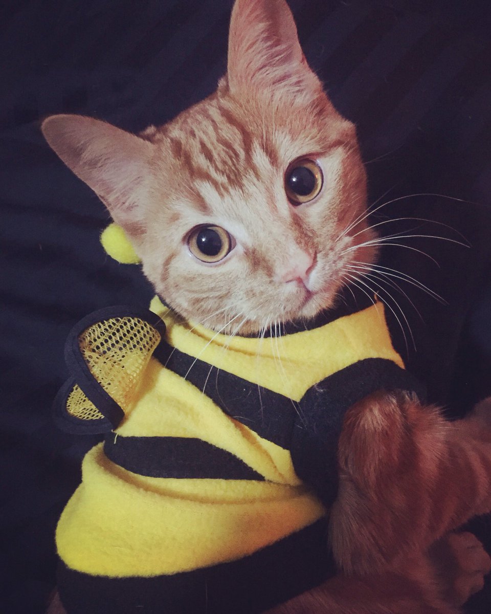 pritineer's tweet photo. Happy Halloween!! #beecat #SCREAM2016 #bees #eventhecat #costume #ohhoney #catlove https://t.co/10JfYdSzk9