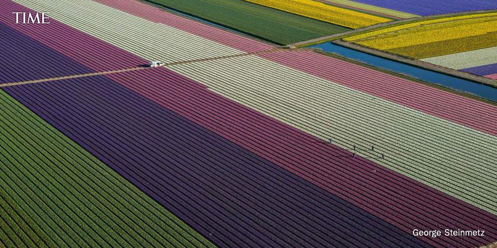 TIME's tweet photo. These aerial photos of Dutch tulip fields are stunning https://t.co/kuG4HGzNPj https://t.co/xWpXqjP7Rd