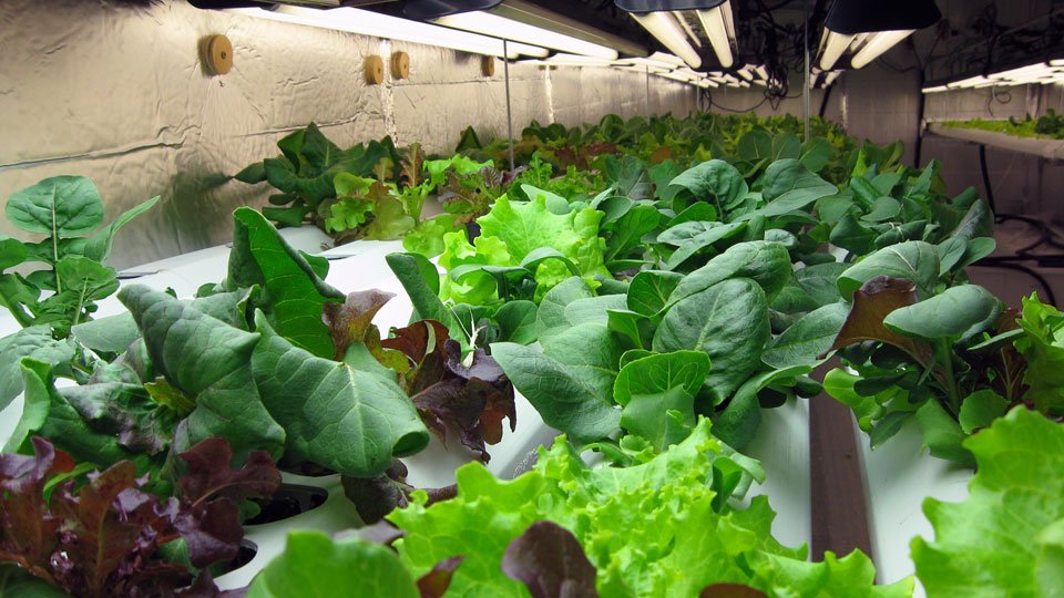 advancednutes's tweet photo. The air and temperature of your #growroom can have a profound impact on how your plants grow https://t.co/o6iNSzYQ2j #hydroponics #mmj https://t.co/Kenb9egtn3