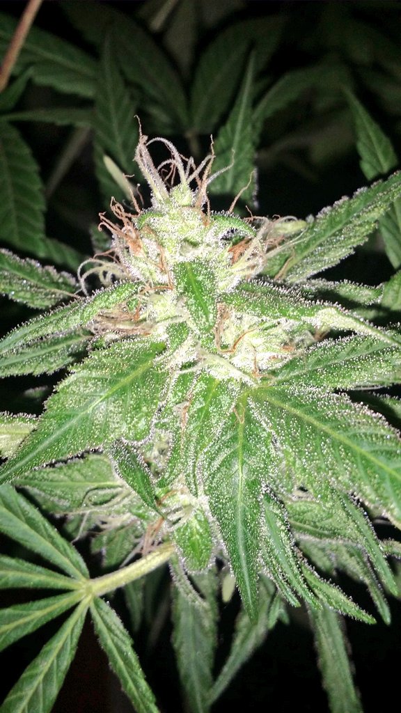 lungsnacks's tweet photo. Ugh 😍 #Marijuana #Cannabis #Weed #Ganja #Plant #WeeBelladonna #BlueDream #Trichomes #Budding #Flowering #Stoner #Garden #Seedling https://t.co/UZOyyFag3f