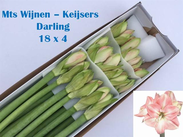 VermeulenGerard's tweet photo. Schatje; Liefje; Zonnetje; Moppie; Knuffeltje; Schattebout? Geef gewoon een vaas #Darling @VOFEvers #Amaranthos #Wijnen #klok1 #Amaryllis https://t.co/ixWgYoCdFs