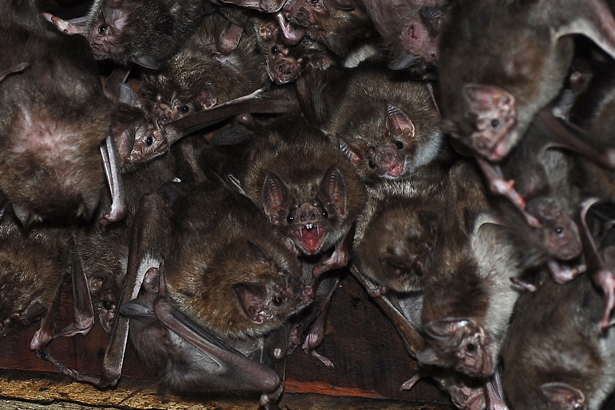 There are 3 vampire bat species—the common vampire bat, the hairy-legged vampire bat and the white-winged vampire bat. #halloween