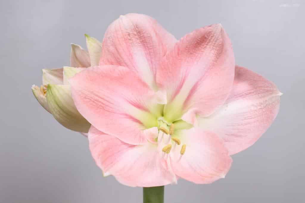 VermeulenGerard's tweet photo. Schatje; Liefje; Zonnetje; Moppie; Knuffeltje; Schattebout? Geef gewoon een vaas #Darling @VOFEvers #Amaranthos #Wijnen #klok1 #Amaryllis https://t.co/ixWgYoCdFs