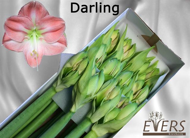 VermeulenGerard's tweet photo. Schatje; Liefje; Zonnetje; Moppie; Knuffeltje; Schattebout? Geef gewoon een vaas #Darling @VOFEvers #Amaranthos #Wijnen #klok1 #Amaryllis https://t.co/ixWgYoCdFs