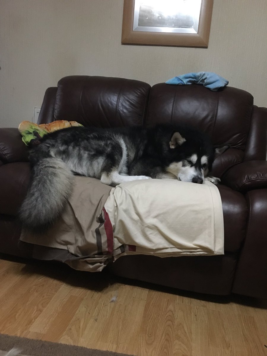 MaxiMalamute's tweet photo. Dam I was caught on mums chair lol https://t.co/uZPLUxcqoD
